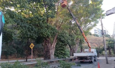 Trânsito na Avenida Gerasa será alterado por serviços de poda de árvores