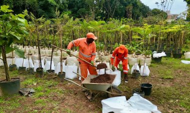 Ipatinga celebra o Dia da Árvore com plantios e ações de conscientização